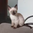 Bela