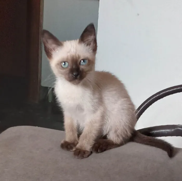 Gato ra a SRD-ViraLata idade Abaixo de 2 meses nome Bela