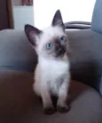 Bela