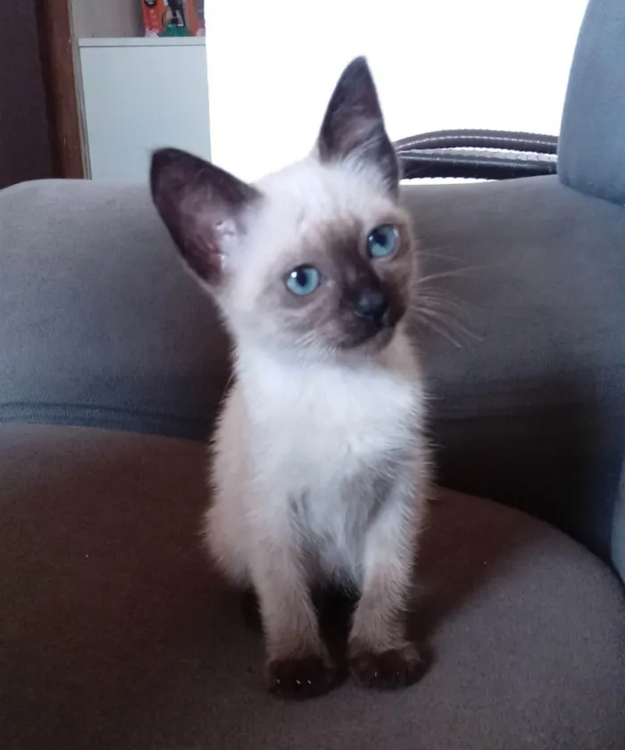 Gato ra a SRD-ViraLata idade Abaixo de 2 meses nome Bela