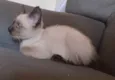 Bela