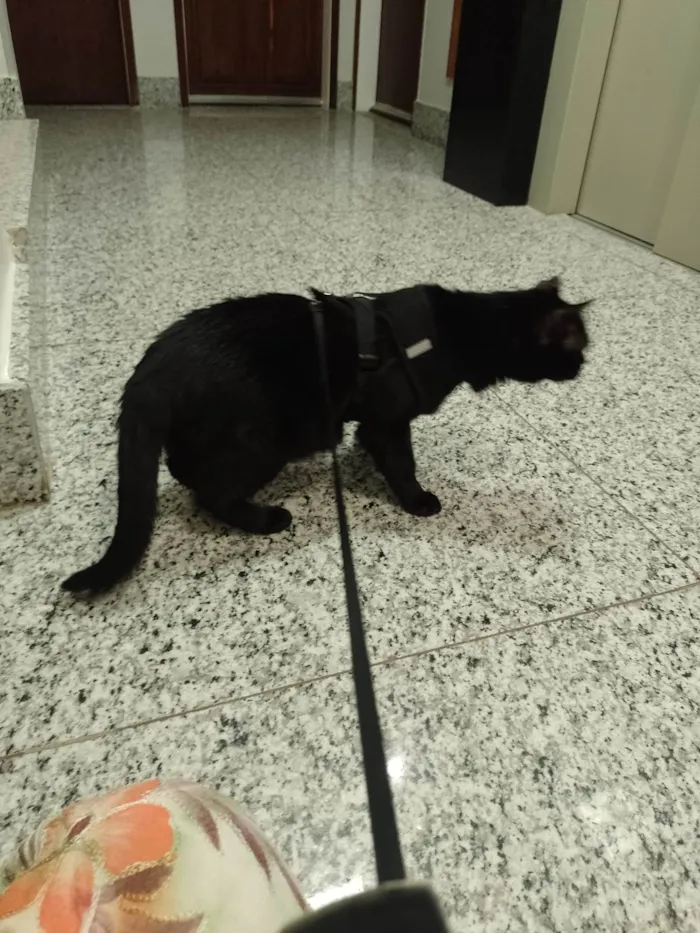 Gato ra a SRD-ViraLata idade 4 anos nome Pedrinho 