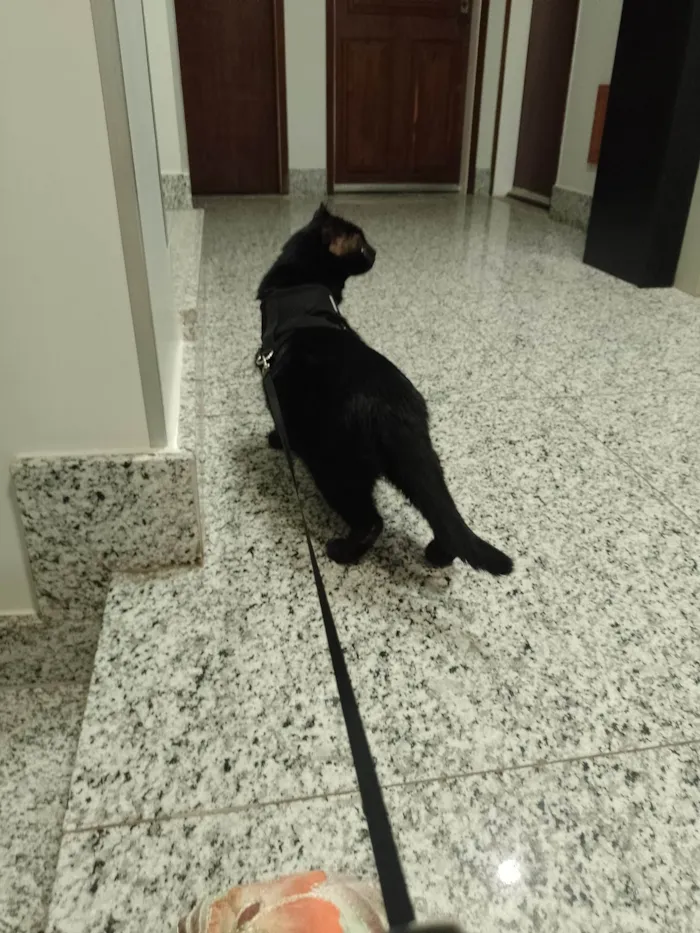 Gato ra a SRD-ViraLata idade 4 anos nome Pedrinho 