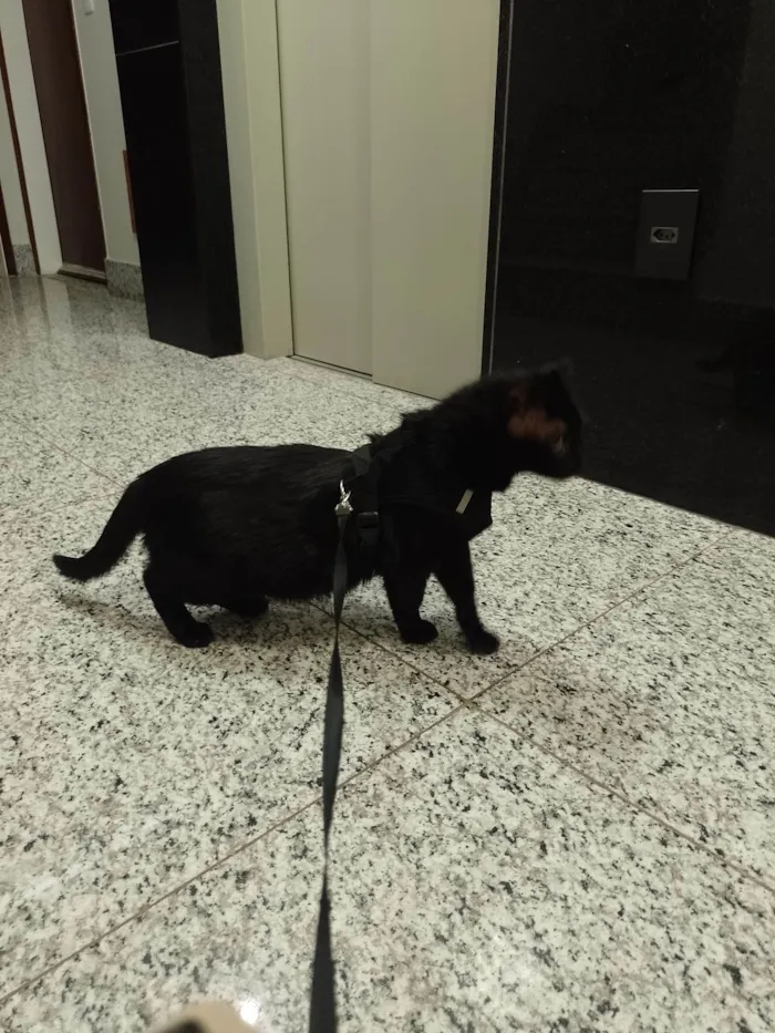 Gato ra a SRD-ViraLata idade 4 anos nome Pedrinho 