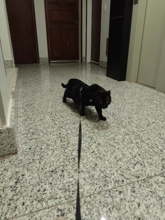 Gato ra a SRD-ViraLata idade 4 anos nome Pedrinho 