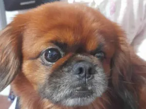 Cachorro raça Pequinês idade 5 anos nome PEQUINÊS