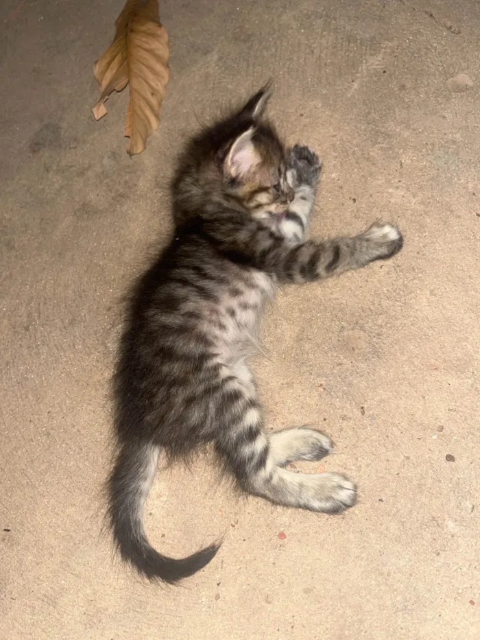 Gato ra a SRD-ViraLata idade 2 a 6 meses nome Gatinhos 