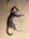 Gatinhos