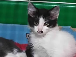 Gato raça SRD-ViraLata idade 2 a 6 meses nome LINDA FRAJOLA