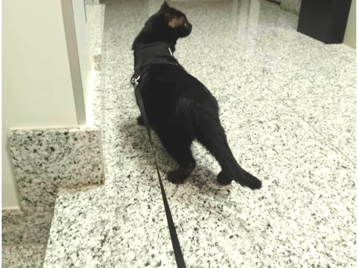 Gato ra a SRD-ViraLata idade 4 anos nome Pedrinho 