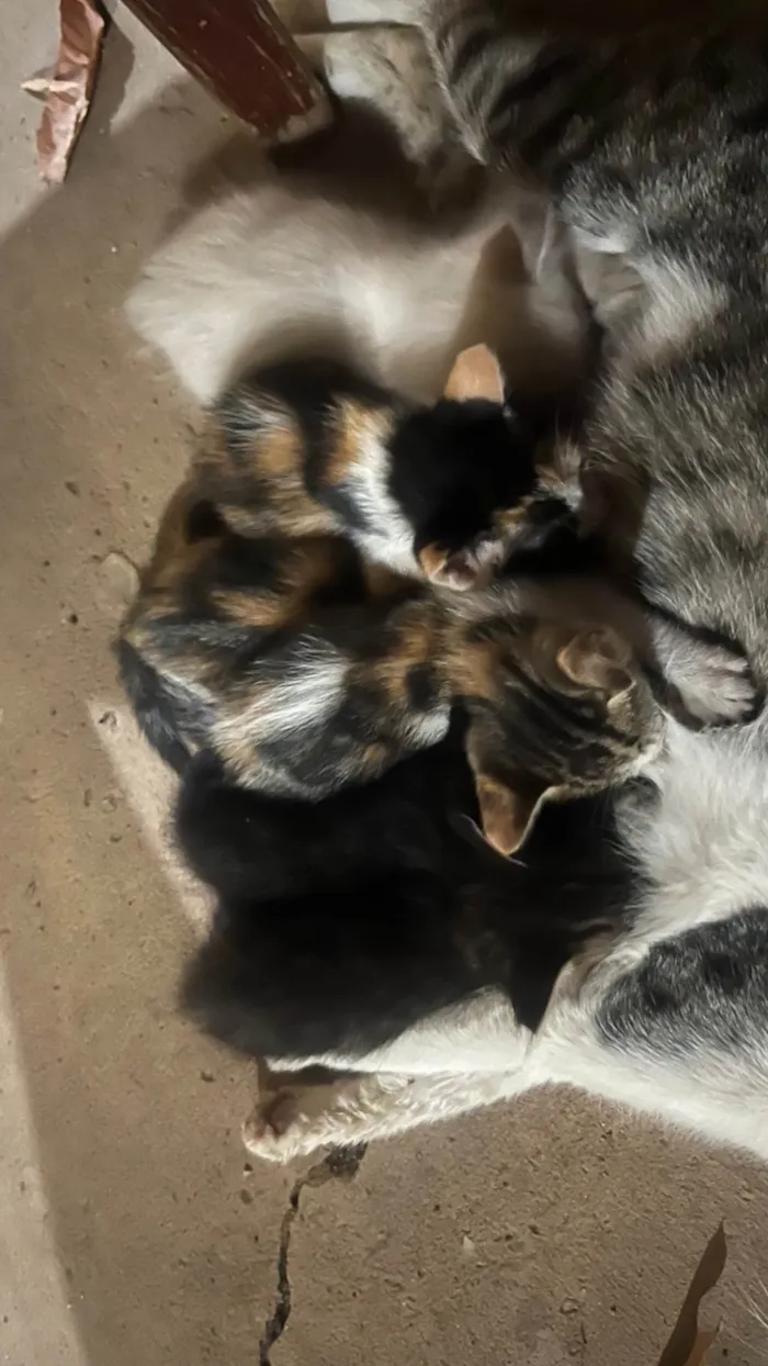 Gato ra a SRD-ViraLata idade 2 a 6 meses nome Gatinhos 