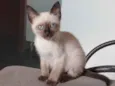 Bela