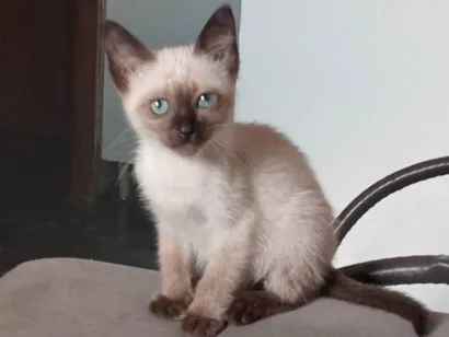 Gato raça SRD-ViraLata idade Abaixo de 2 meses nome Bela