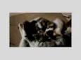 Gatinhos