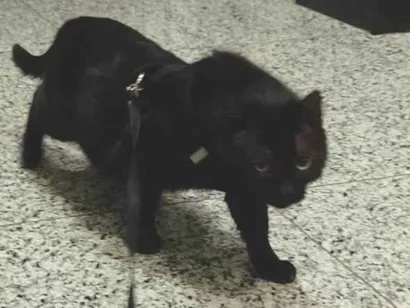 Gato raça SRD-ViraLata idade 4 anos nome Pedrinho 