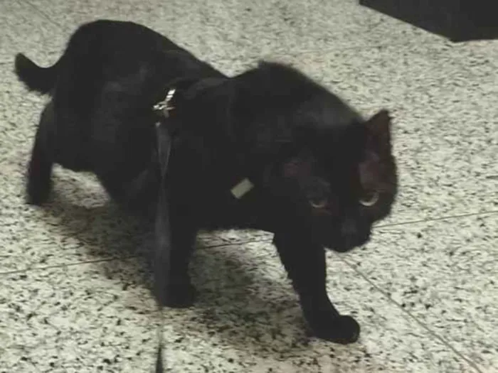 Gato ra a SRD-ViraLata idade 4 anos nome Pedrinho 