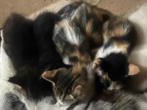 Gato raça SRD-ViraLata idade 2 a 6 meses nome Gatinhos 