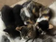 Gatinhos