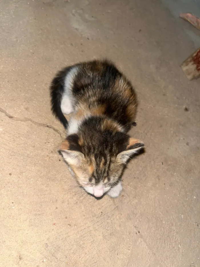 Gato ra a SRD-ViraLata idade 2 a 6 meses nome Gatinhos 