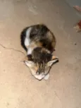 Gatinhos