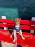 Otto