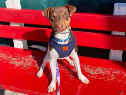 Cachorro raça Fox Terrier idade 7 a 11 meses nome Otto
