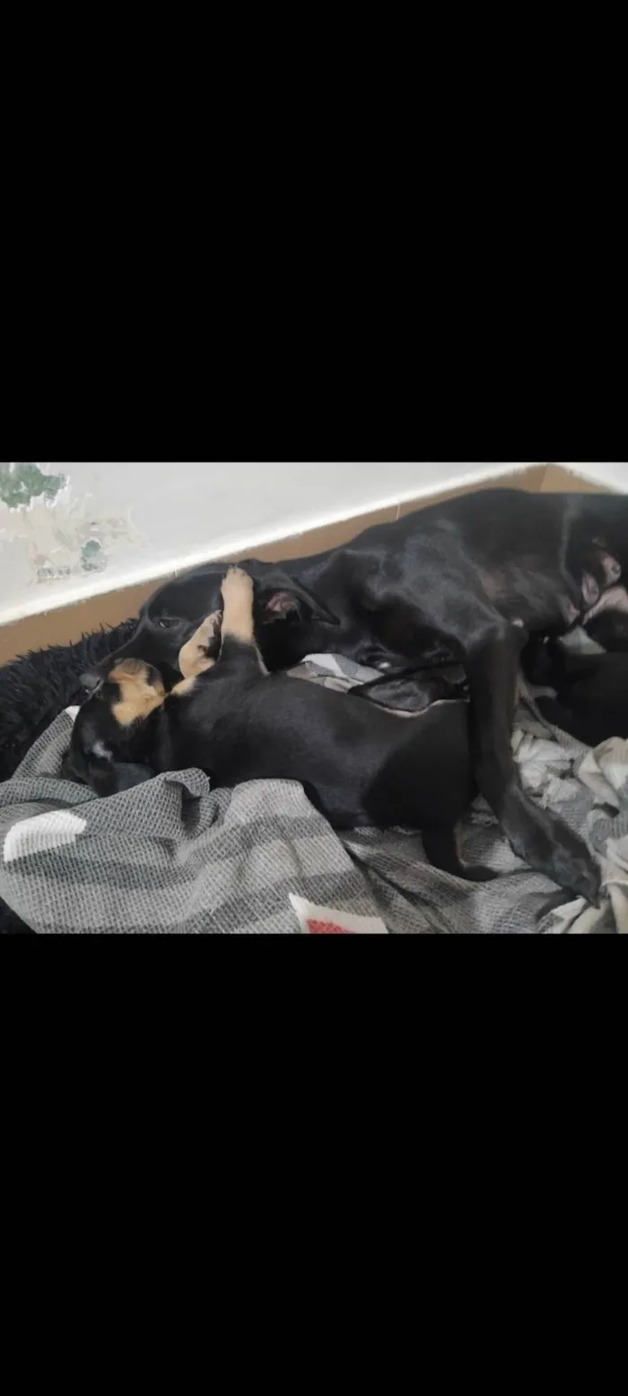 Cachorro ra a SRD-ViraLata idade Abaixo de 2 meses nome Sem Nome