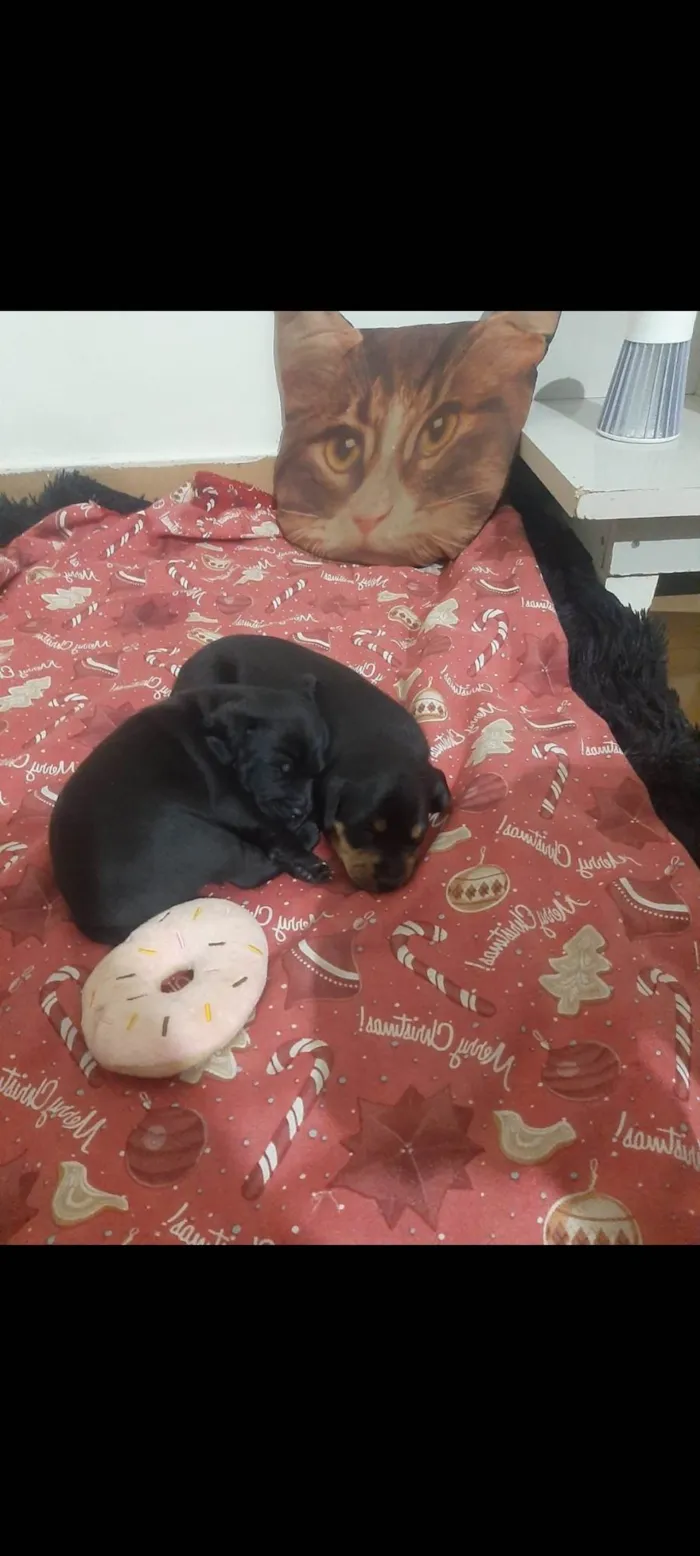 Cachorro ra a SRD-ViraLata idade Abaixo de 2 meses nome Sem Nome