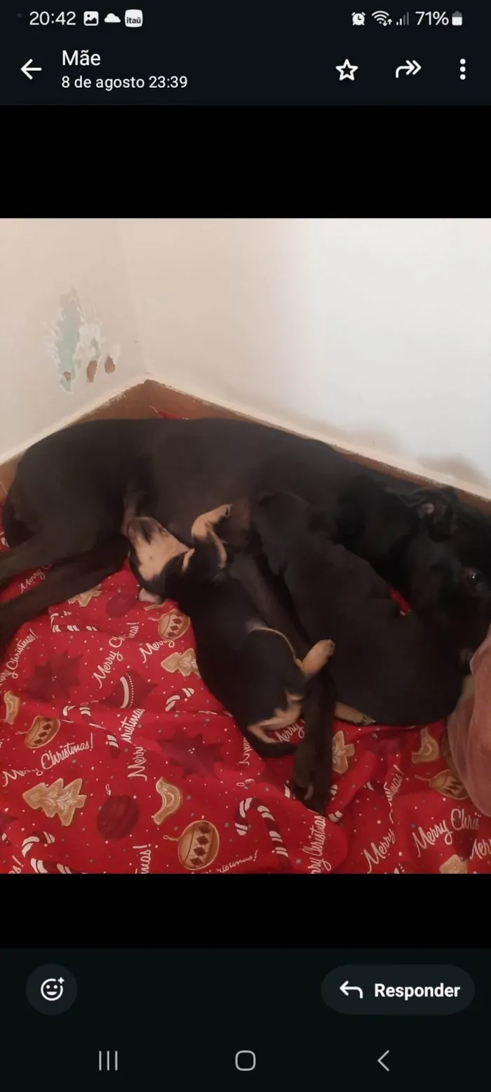 Cachorro ra a SRD-ViraLata idade Abaixo de 2 meses nome Sem Nome