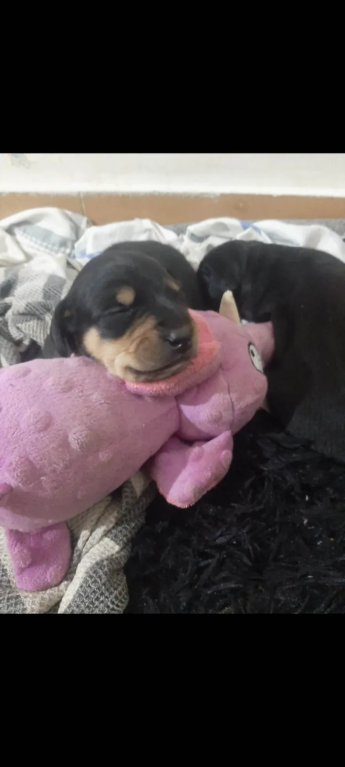 Cachorro ra a SRD-ViraLata idade Abaixo de 2 meses nome Sem Nome