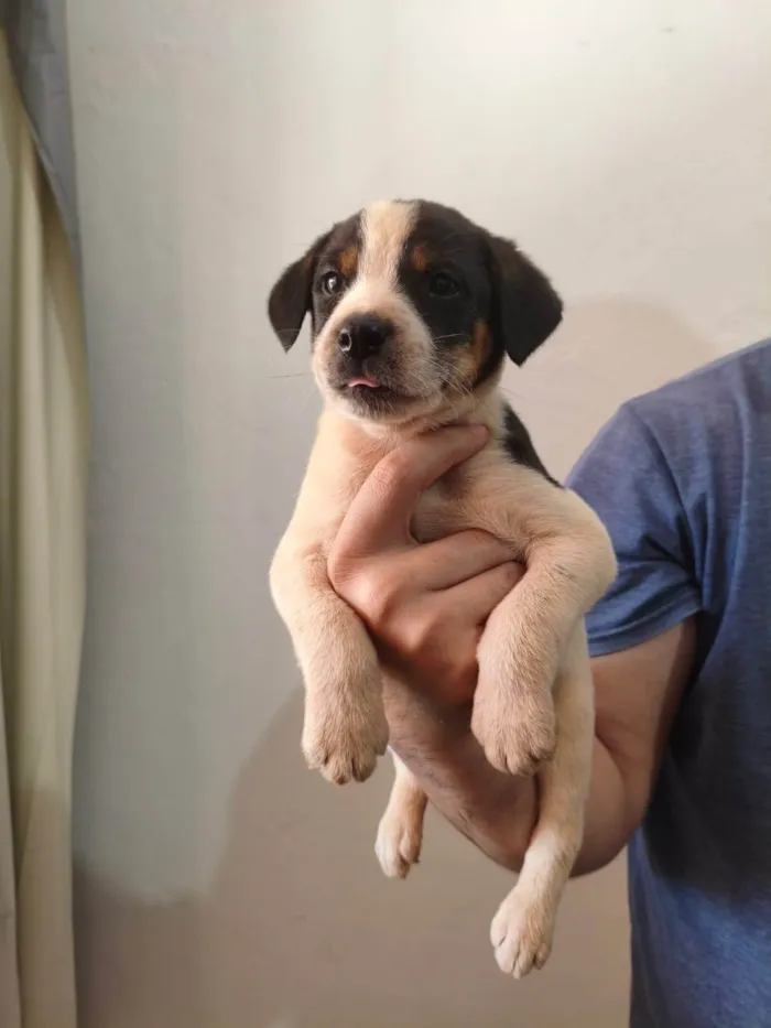Cachorro ra a SRD-ViraLata idade Abaixo de 2 meses nome SCOOBY 