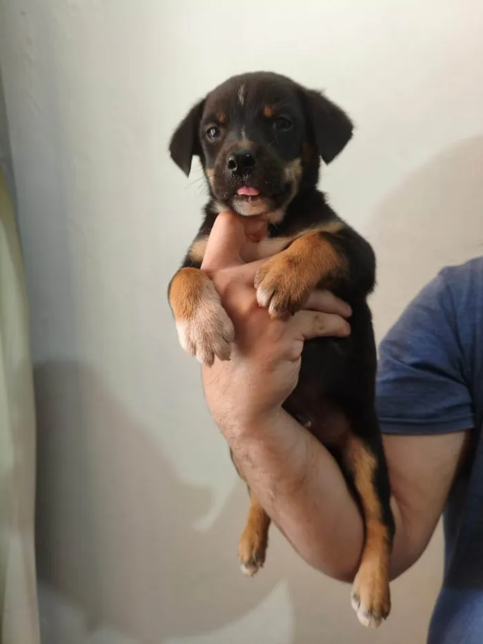 Cachorro ra a SRD-ViraLata idade Abaixo de 2 meses nome Scooby 2