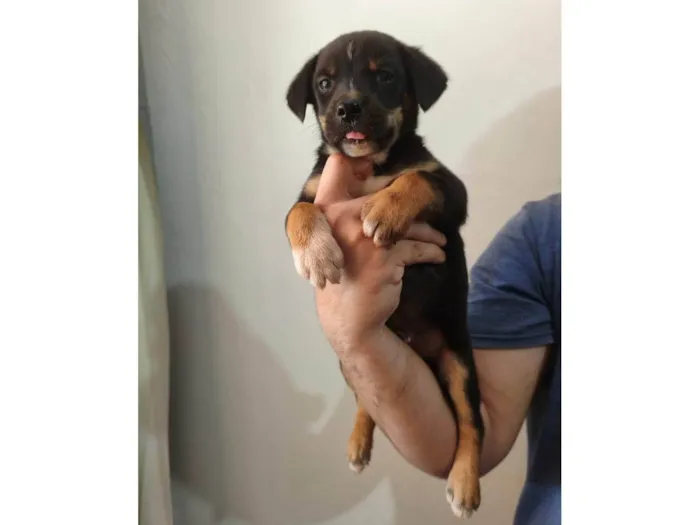 Cachorro ra a SRD-ViraLata idade Abaixo de 2 meses nome Scooby 2