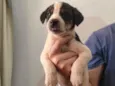 SCOOBY