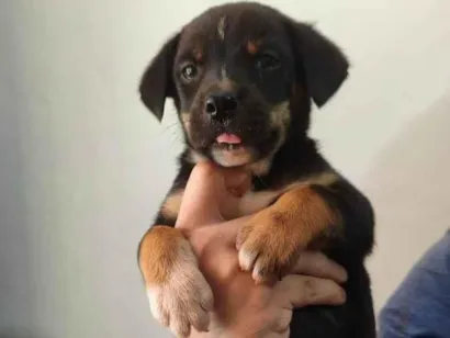 Cachorro raça SRD-ViraLata idade Abaixo de 2 meses nome Scooby 2