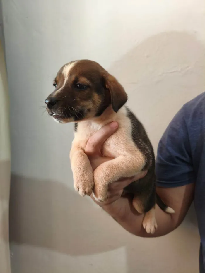 Cachorro ra a SRD-ViraLata idade Abaixo de 2 meses nome Scooby 3