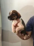 Scooby 3
