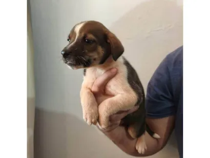 Cachorro raça SRD-ViraLata idade Abaixo de 2 meses nome Scooby 3