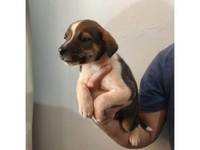 Cachorro ra a SRD-ViraLata idade Abaixo de 2 meses nome Scooby 3