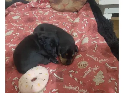 Cachorro raça SRD-ViraLata idade Abaixo de 2 meses nome Sem Nome