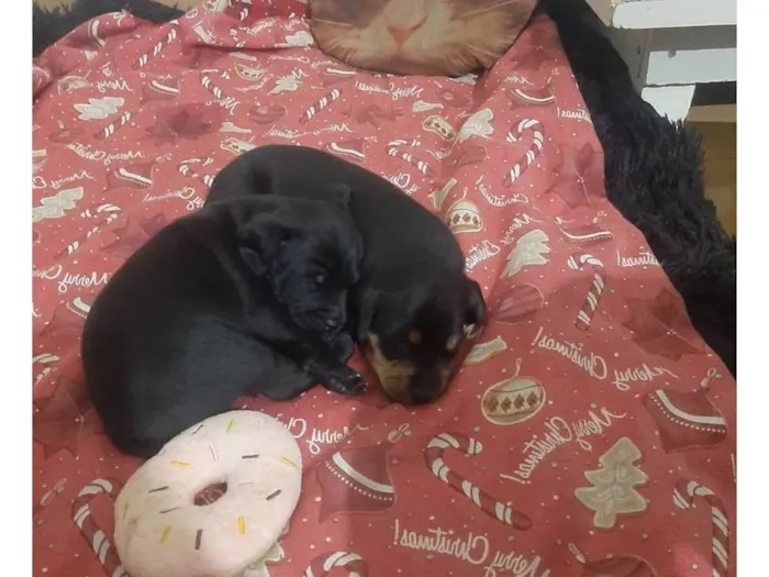 Cachorro ra a SRD-ViraLata idade Abaixo de 2 meses nome Sem Nome