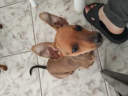 Cachorro raça Pinscher idade 2 a 6 meses nome Maria flor 