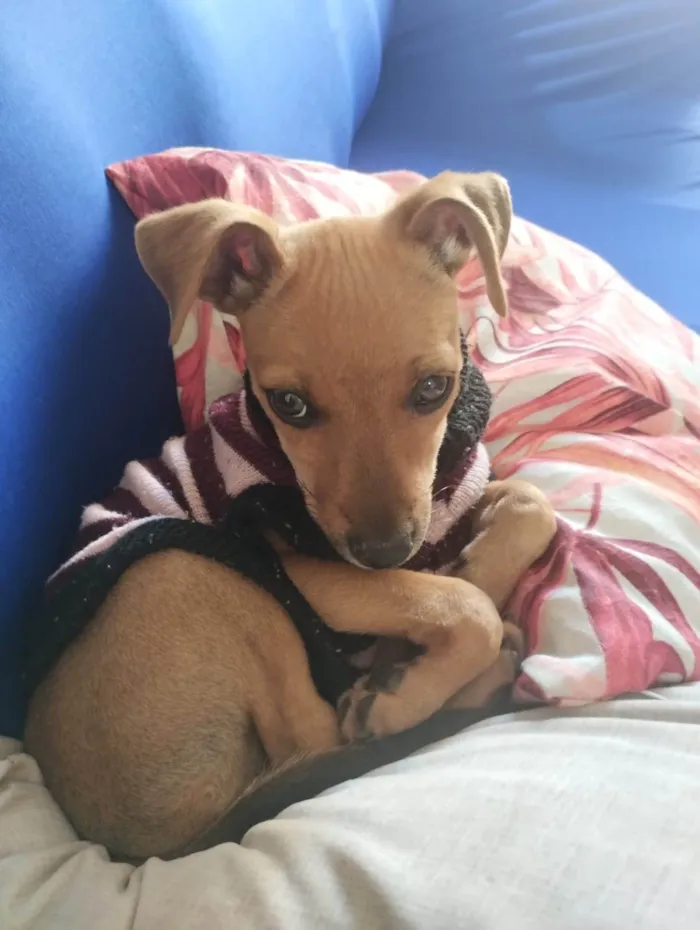 Cachorro ra a Pinscher idade 2 a 6 meses nome Maria flor 