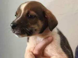 Cachorro raça SRD-ViraLata idade Abaixo de 2 meses nome Scooby 3