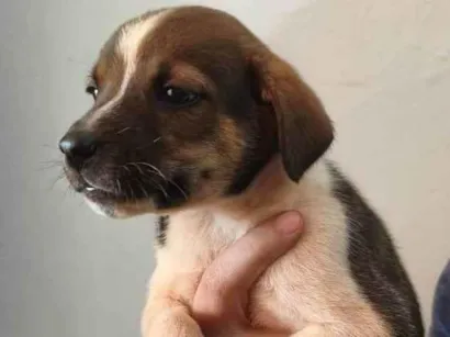 Cachorro raça SRD-ViraLata idade Abaixo de 2 meses nome Scooby 3