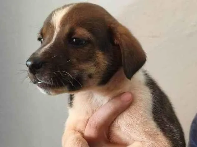 Cachorro ra a SRD-ViraLata idade Abaixo de 2 meses nome Scooby 3