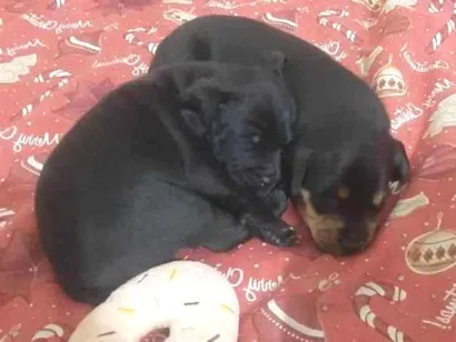 Cachorro raça SRD-ViraLata idade Abaixo de 2 meses nome Sem Nome