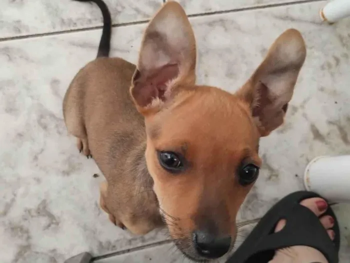 Cachorro ra a Pinscher idade 2 a 6 meses nome Maria flor 