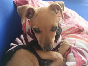 Cachorro raça Pinscher idade 2 a 6 meses nome Maria flor 