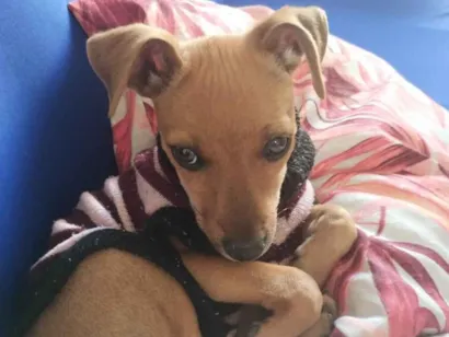Cachorro raça Pinscher idade 2 a 6 meses nome Maria flor 